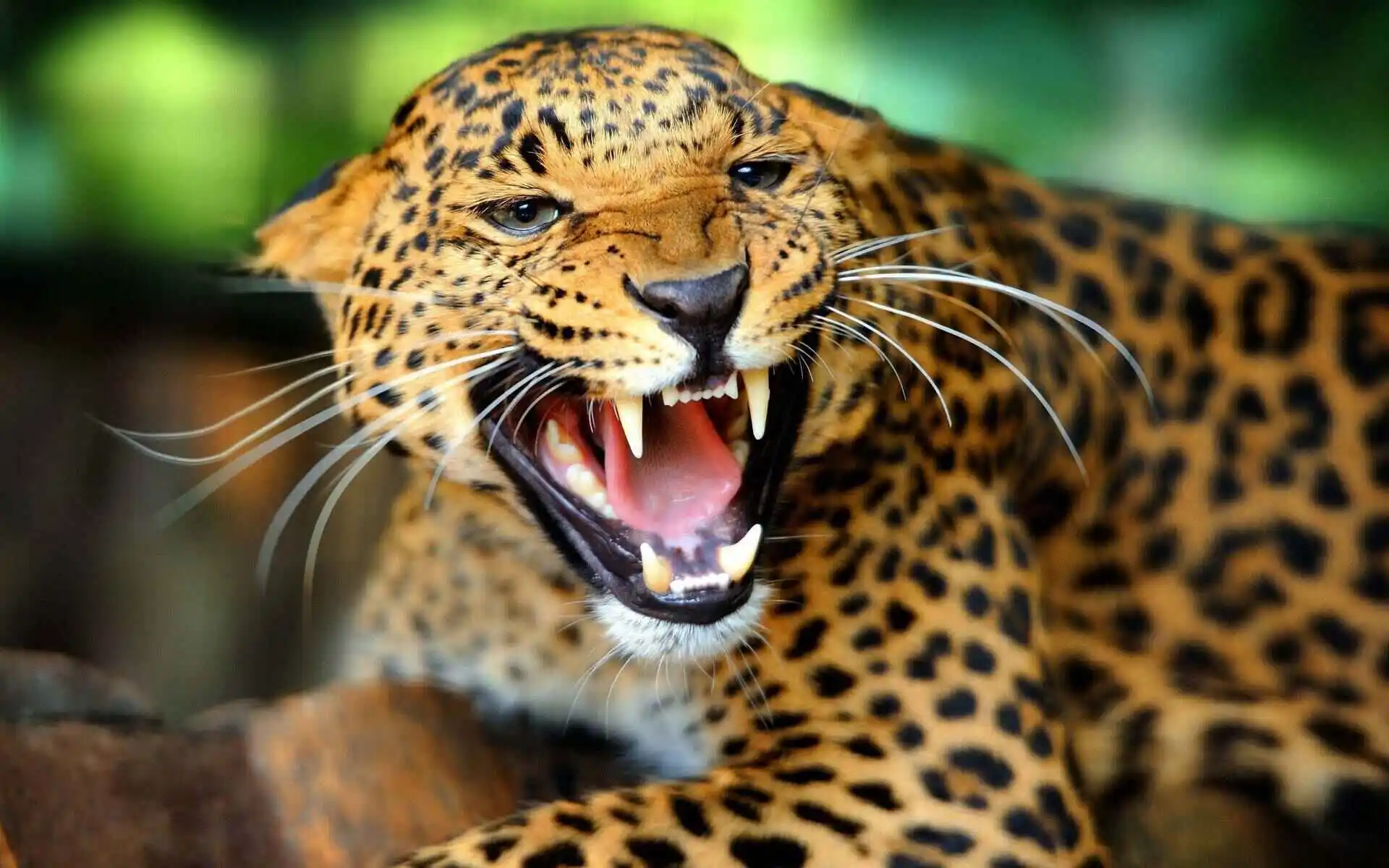 Leopard before